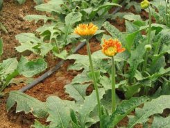 drip irrigation