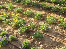 drip irrigation